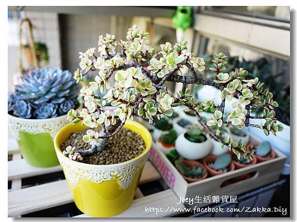 ✿雅樂之舞 Portulacaria afra v. foliis 