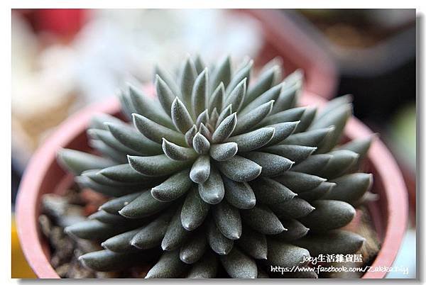 ✿泗馬路 Sinocrassula yunnanensis✿