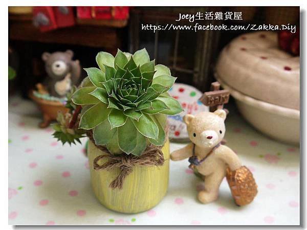 ✿紅薫花 Sempervivum tectorum ssp.✿