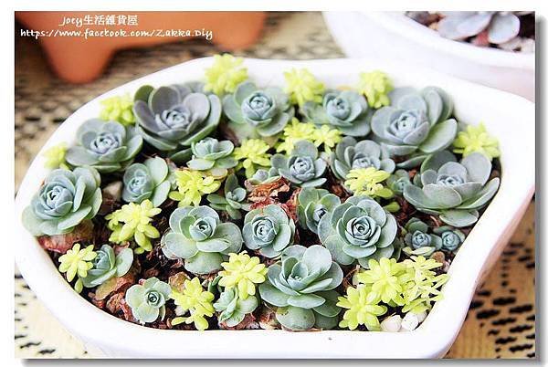 ✿子持蓮華/白蔓蓮 Orostachys iwarenge var. boehmeri✿ 