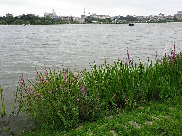 DSC01243.jpg