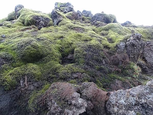 Day 4:苔原,Falljökull冰川健行,瀑布農場