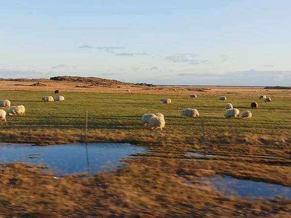 Day 4:苔原,Falljökull冰川健行,瀑布農場