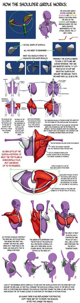 shoulder_girdle_construction_notes_by_n3m0s1s-d7bn7yx