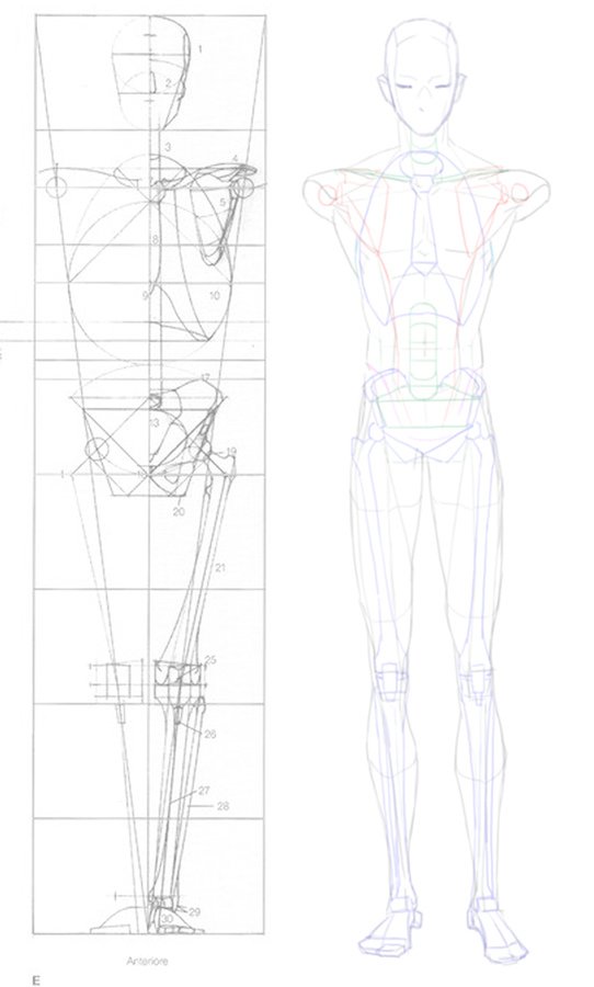 2016-04-23 front anatomy 005