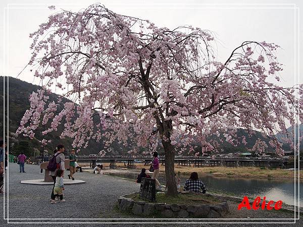嵐山渡月橋_龜岡小火車_瑳峨野竹林29.jpg