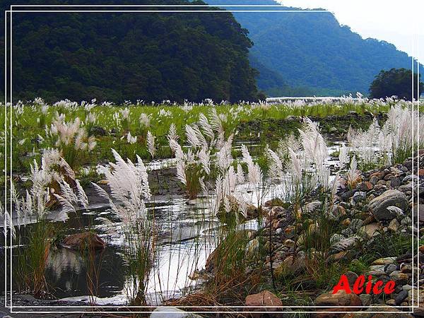 甜根子草08.jpg