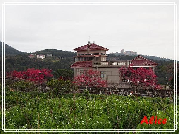 陽明山十八份11.jpg