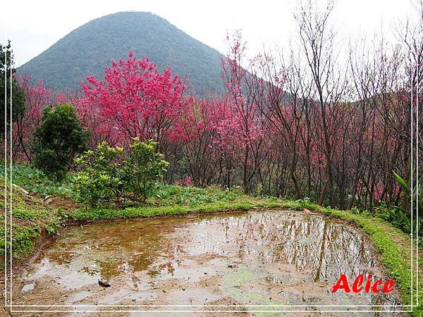 陽明山十八份14.jpg