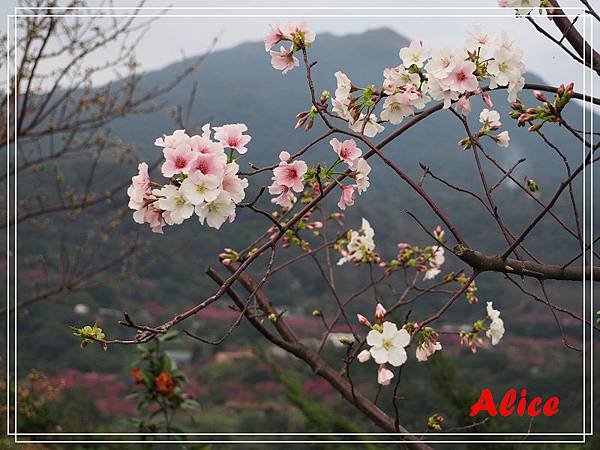 陽明山十八份31.jpg