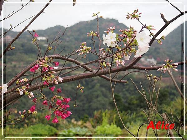 陽明山十八份34.jpg