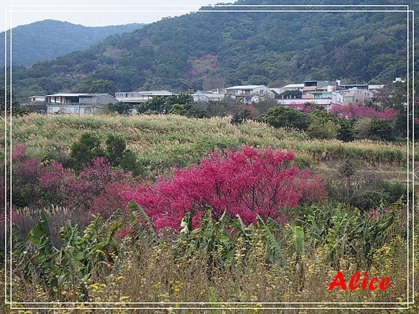 陽明山十八份35.jpg