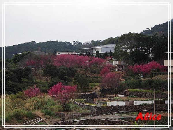 陽明山十八份45.jpg