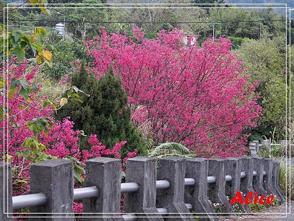 陽明山十八份46.jpg