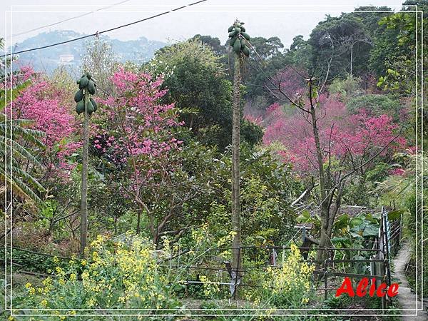 陽明山十八份50.jpg