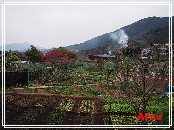 陽明山十八份61.jpg