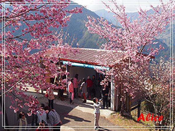 尖石泰崗新光部落10.jpg