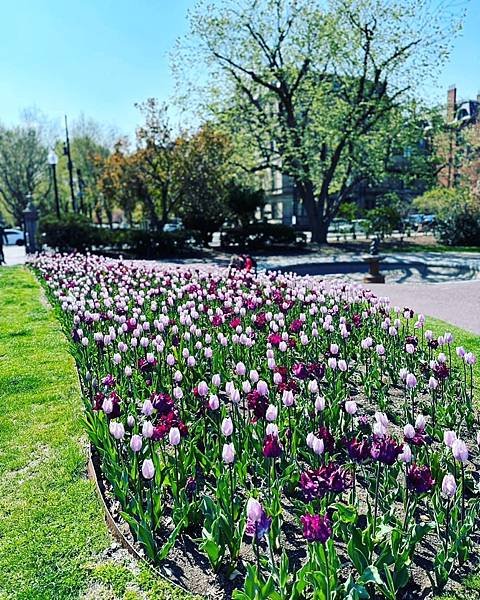 《後疫情重訪美國》#Boston Public Garden