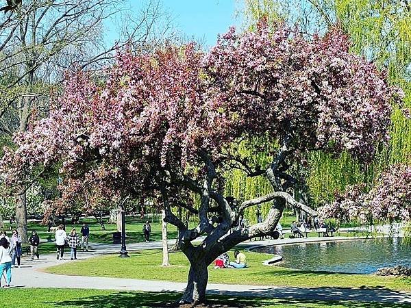 《後疫情重訪美國》#Boston Public Garden