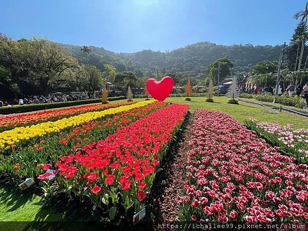 鬱金香🌷、陽光☀️與人👫_2023.02.12