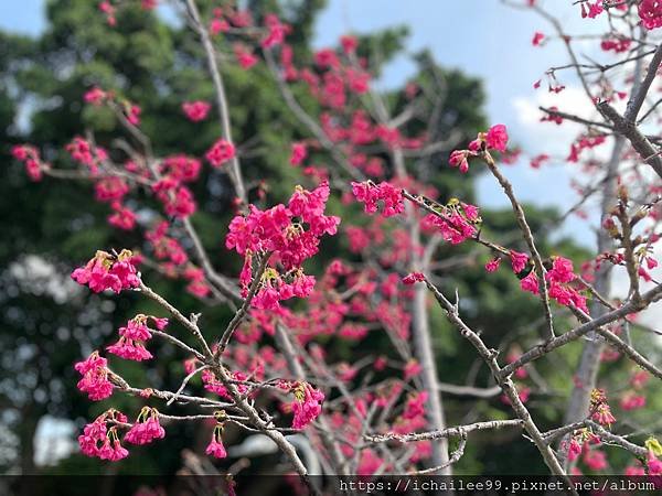 《🌸櫻花🌸》磺溪河堤上的幾抹紅