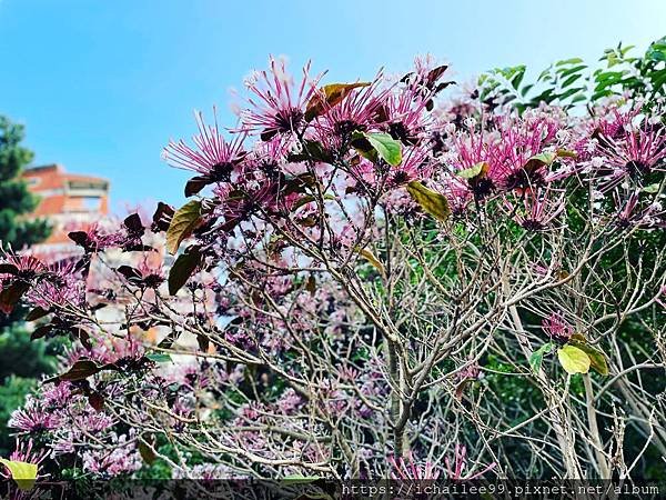 《春天的花蕊》#煙火花 #羊蹄甲