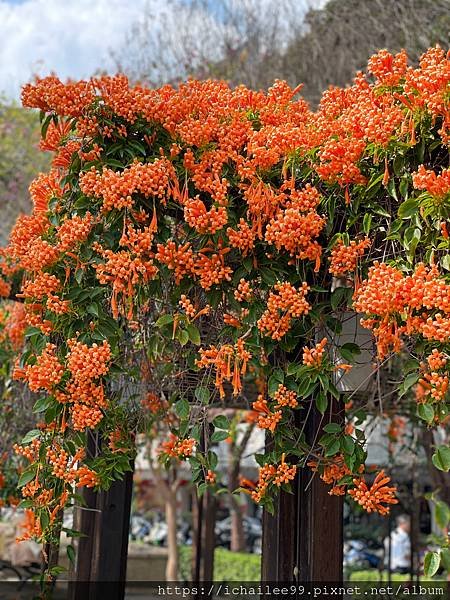 《都市的花蕊》#炮仗花