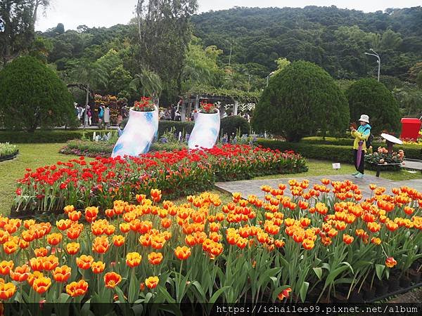 






《2024士林官邸鬱金香展〉花敍·花絮