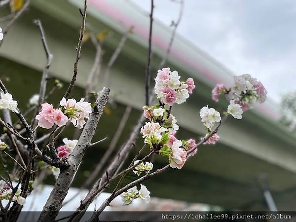 《探望九年前的洋紅風鈴木》#磺溪彩虹步道7紅段 _2024.