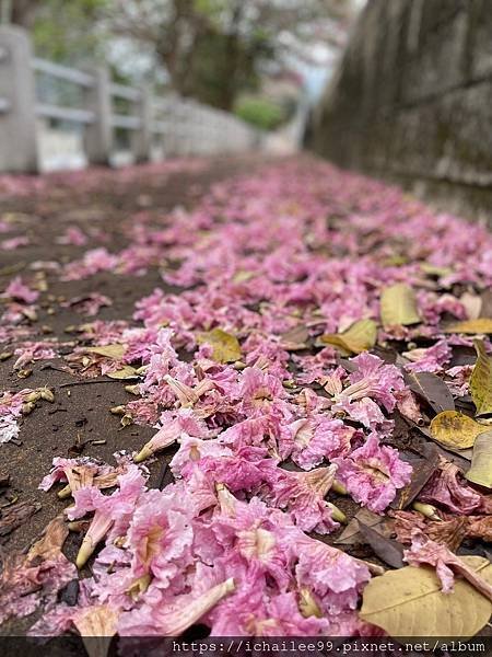 《探望九年前的洋紅風鈴木》#磺溪彩虹步道7紅段 _2024.