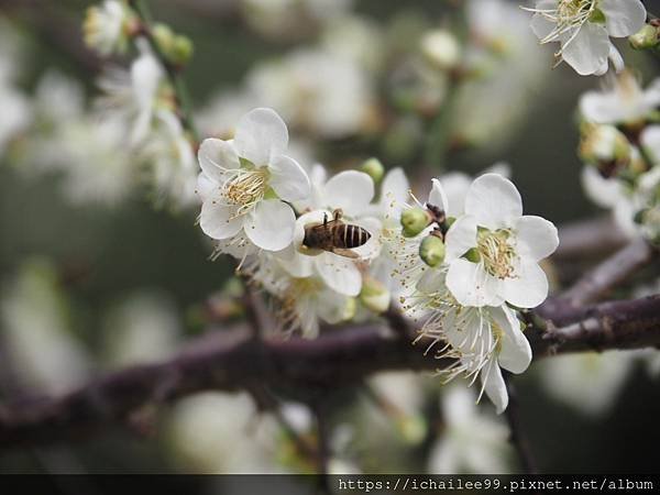 《梅木傳情 招蜂引蝶》#蜜蜂嗡嗡忙做工 #沉浸式的梅香撲鼻 