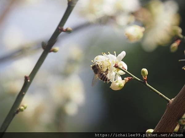 《梅木傳情 招蜂引蝶》#蜜蜂嗡嗡忙做工 #沉浸式的梅香撲鼻 