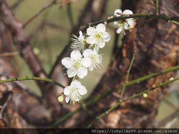 《梅木傳情 招蜂引蝶》#蜜蜂嗡嗡忙做工 #沉浸式的梅香撲鼻 