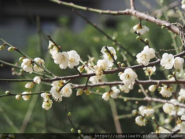 《梅木傳情 招蜂引蝶》#蜜蜂嗡嗡忙做工 #沉浸式的梅香撲鼻 