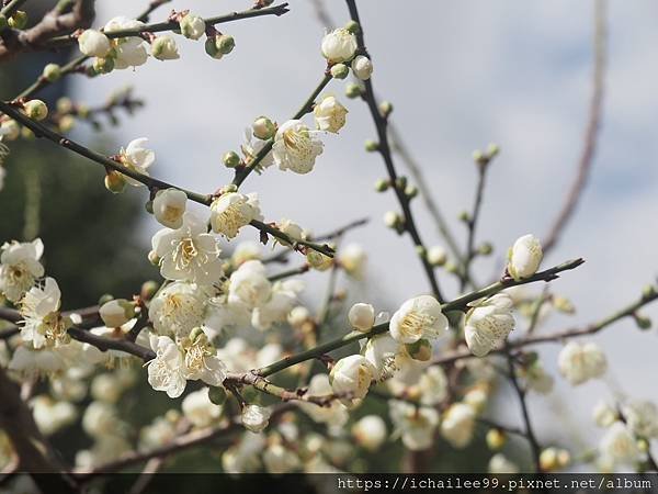 《梅木傳情 招蜂引蝶》#蜜蜂嗡嗡忙做工 #沉浸式的梅香撲鼻 