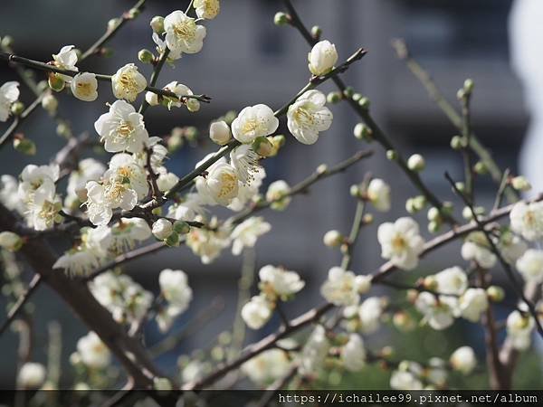 《梅木傳情 招蜂引蝶》#蜜蜂嗡嗡忙做工 #沉浸式的梅香撲鼻 