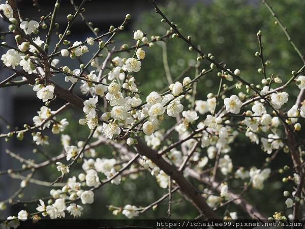 《梅木傳情 招蜂引蝶》#蜜蜂嗡嗡忙做工 #沉浸式的梅香撲鼻 