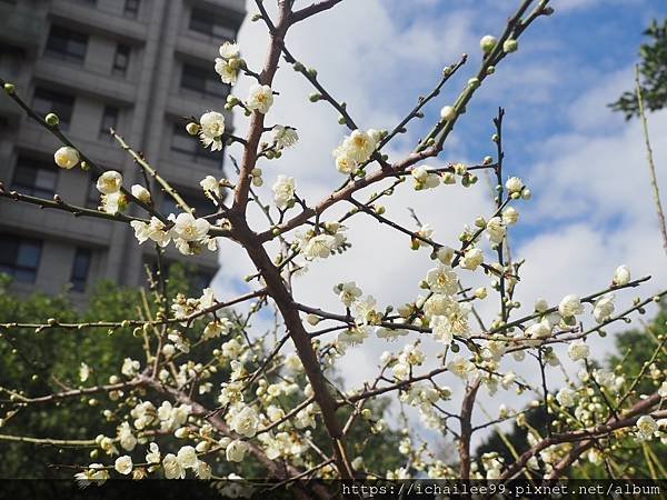 《梅木傳情 招蜂引蝶》#蜜蜂嗡嗡忙做工 #沉浸式的梅香撲鼻 