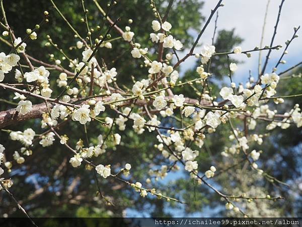 《梅木傳情 招蜂引蝶》#蜜蜂嗡嗡忙做工 #沉浸式的梅香撲鼻 