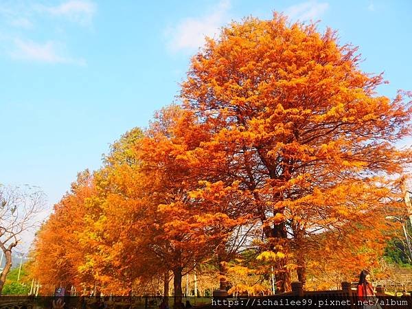 《士林官邸**梅園風情**醉紅落羽松**等楓也等你》#季節禮