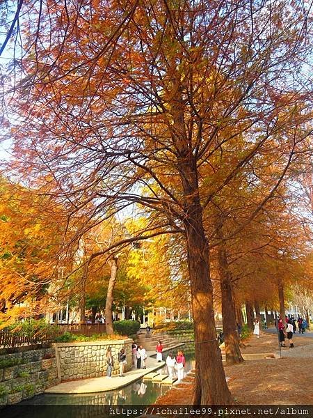 《士林官邸**梅園風情**醉紅落羽松**等楓也等你》#季節禮