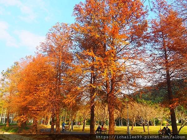 《士林官邸**梅園風情**醉紅落羽松**等楓也等你》#季節禮