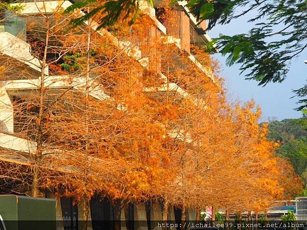 《士林官邸**梅園風情**醉紅落羽松**等楓也等你》#季節禮