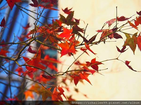 《士林官邸**梅園風情**醉紅落羽松**等楓也等你》#季節禮