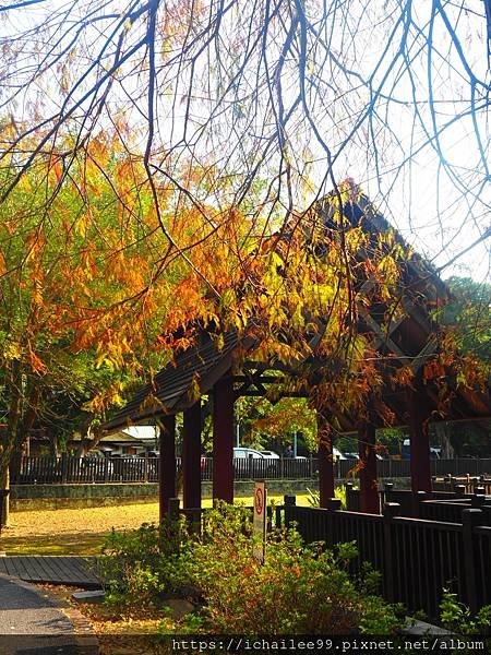 《士林官邸**梅園風情**醉紅落羽松**等楓也等你》#季節禮