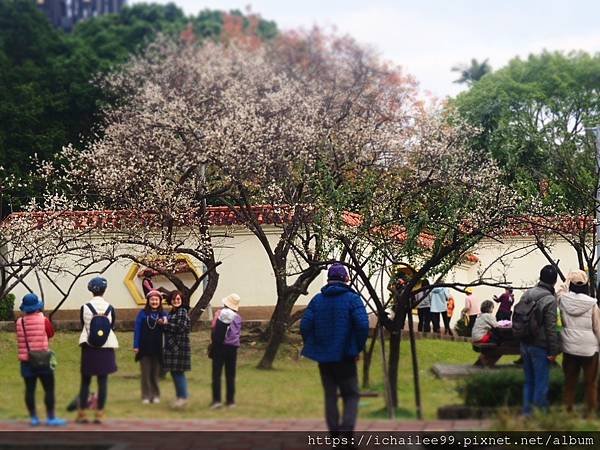 《士林官邸附近**志成公園【梅目傳情】中國庭院風**福林公園