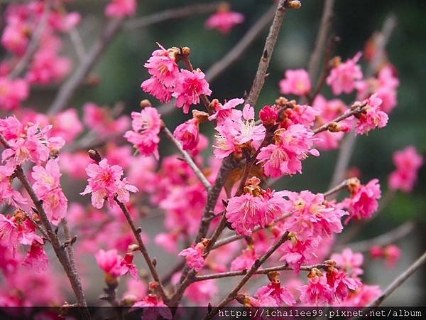 《🌸**櫻花**鳥🌸》#寒流中的櫻花 #蜜食補充體力的小綠綠