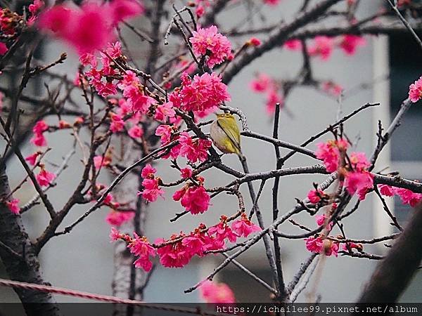 《🌸**櫻花**鳥🌸》#寒流中的櫻花 #蜜食補充體力的小綠綠