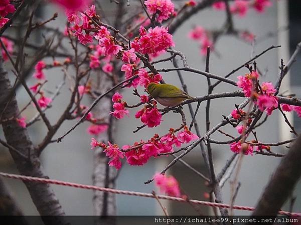 《🌸**櫻花**鳥🌸》#寒流中的櫻花 #蜜食補充體力的小綠綠