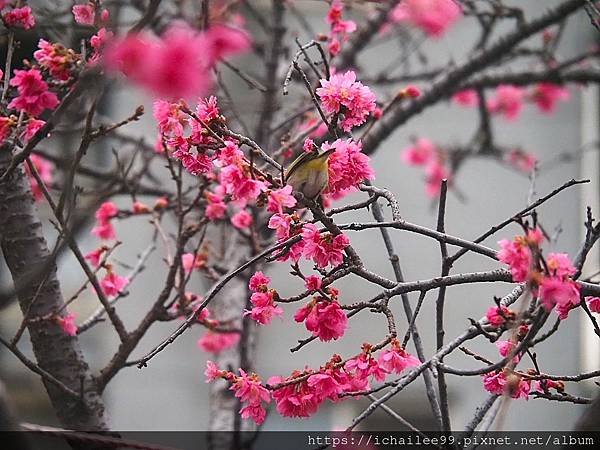 《🌸**櫻花**鳥🌸》#寒流中的櫻花 #蜜食補充體力的小綠綠